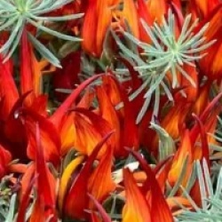 Lotus berthelotii - Lotier, Bec de perroquet