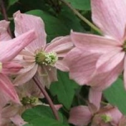 Clematis montana 'Broughton Star'
