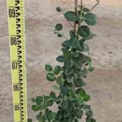 Metrosideros excelsa