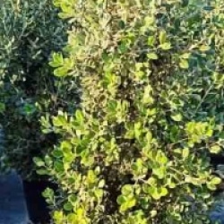 Metrosideros excelsa