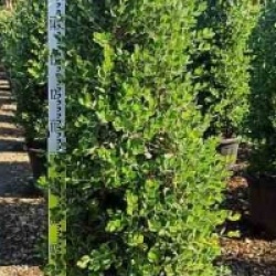 Metrosideros excelsa