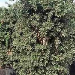 Metrosideros excelsa