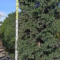 Metrosideros excelsa