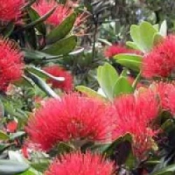 Metrosideros excelsa