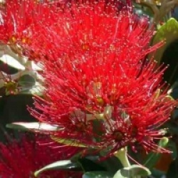 Metrosideros excelsa