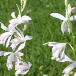Orchid�es terrestres striata alba