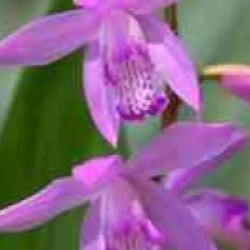 Bletilla striata purple - Orchid�es terrestres striata purple