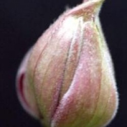 Clematis montana 'Broughton Star'