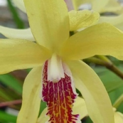 Orchid�es terrestres striata yellow