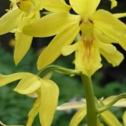 Calanthe sieboldiana