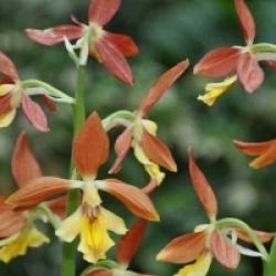 Orchid�es terrestres Takane