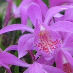 Pleione tongariro