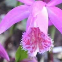 Pleione tongariro