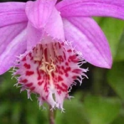 Orchid�es terrestres bulbocodiodes