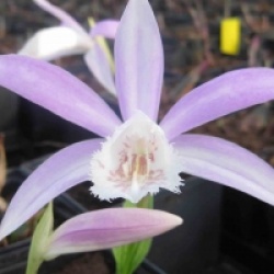 Pleione formosana - Orchid�es terrestres formosana