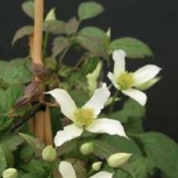 Clematis montana 'Doctor Penelope' - Cl�matite � petites fleurs Doctor P�n�lope