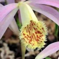 Orchid�es terrestres grandiflora