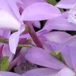 Pleione Verdi - Orchid�es terrestres Verdi