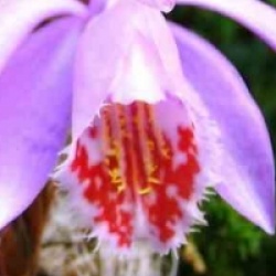 Pleione Verdi