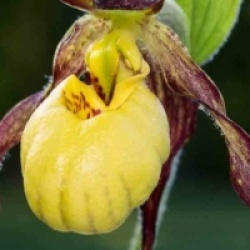 Cypripedium Emil - Orchid�es terrestres Emil