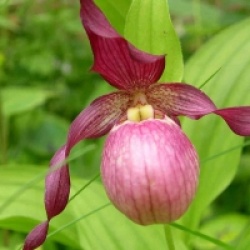 Cypripedium Gisella - Orchid�es terrestres Gisella