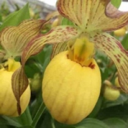 Cypripedium Inge