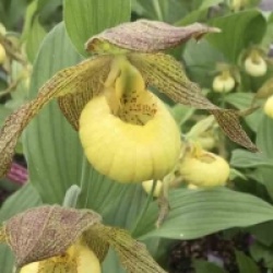 Orchid�es terrestres Kristy Lyn