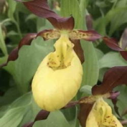 Orchid�es terrestres Otto