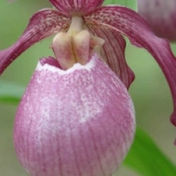 Cypripedium Philipp