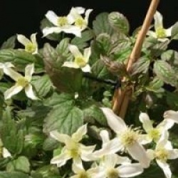 Clematis montana 'Doctor Penelope'