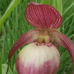 Orchid�es terrestres Sabine