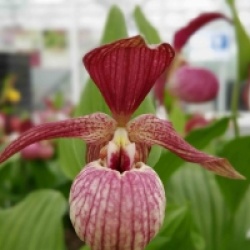 Orchid�es terrestres Ventricosum red