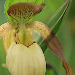 Orchid�es terrestres Victoria