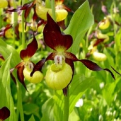 Cypripedium calceolus - Orchid�es terrestres calceolus