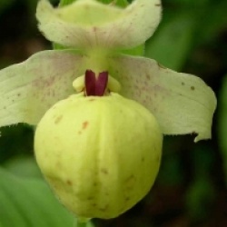 Cypripedium flavum - Orchid�es terrestres flavum