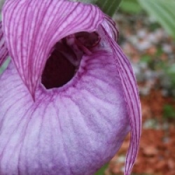Cypripedium franchetti