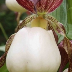 Orchid�es terrestres kentuckiense