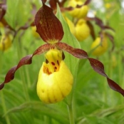 Cypripedium parviflorum - Orchid�es terrestres parviflorum