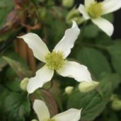 Clematis montana 'Doctor Penelope'