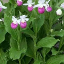 Orchid�es terrestres reginae