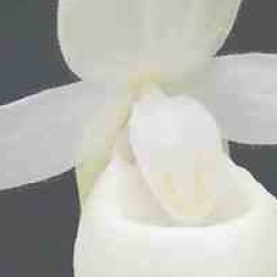 Cypripedium reginae alba