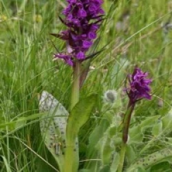 Orchid�es terrestres alpestris