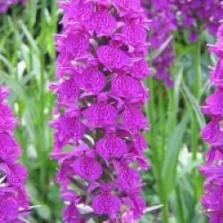 Dactylorhiza foliorella
