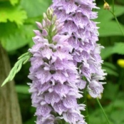 Dactylorhiza fuchsii - Orchid�es terrestres fuchsii