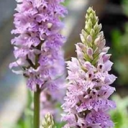Dactylorhiza maculata