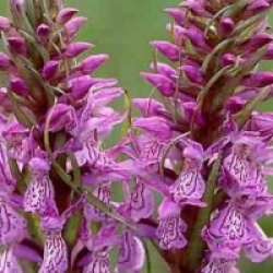 Orchid�es terrestres majalis