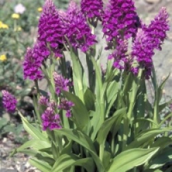 Orchid�es terrestres purpurella