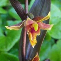 Epipactis night serpentine