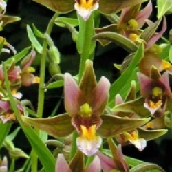 Orchid�es terrestres Epipactis Sabine