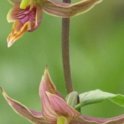 Epipactis gigantea - Orchid�es terrestres gigantea